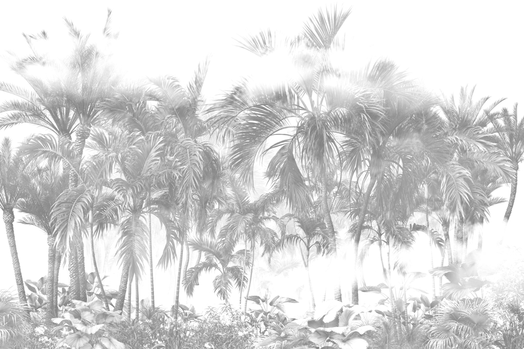 Fototapeta Palmy w Bieli_2277286199'