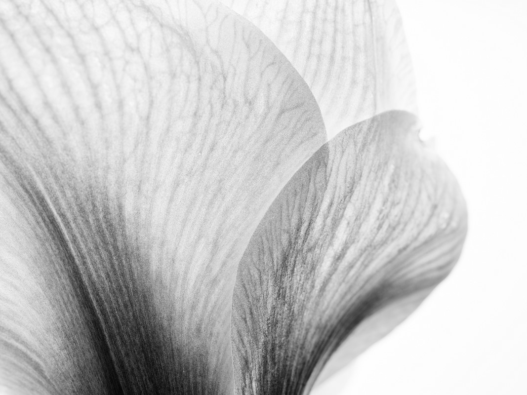 Studio,Close,Up,Of,Amaryllis,In,Black,And,White